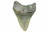 Serrated, Fossil Megalodon Tooth - North Carolina #371692-1